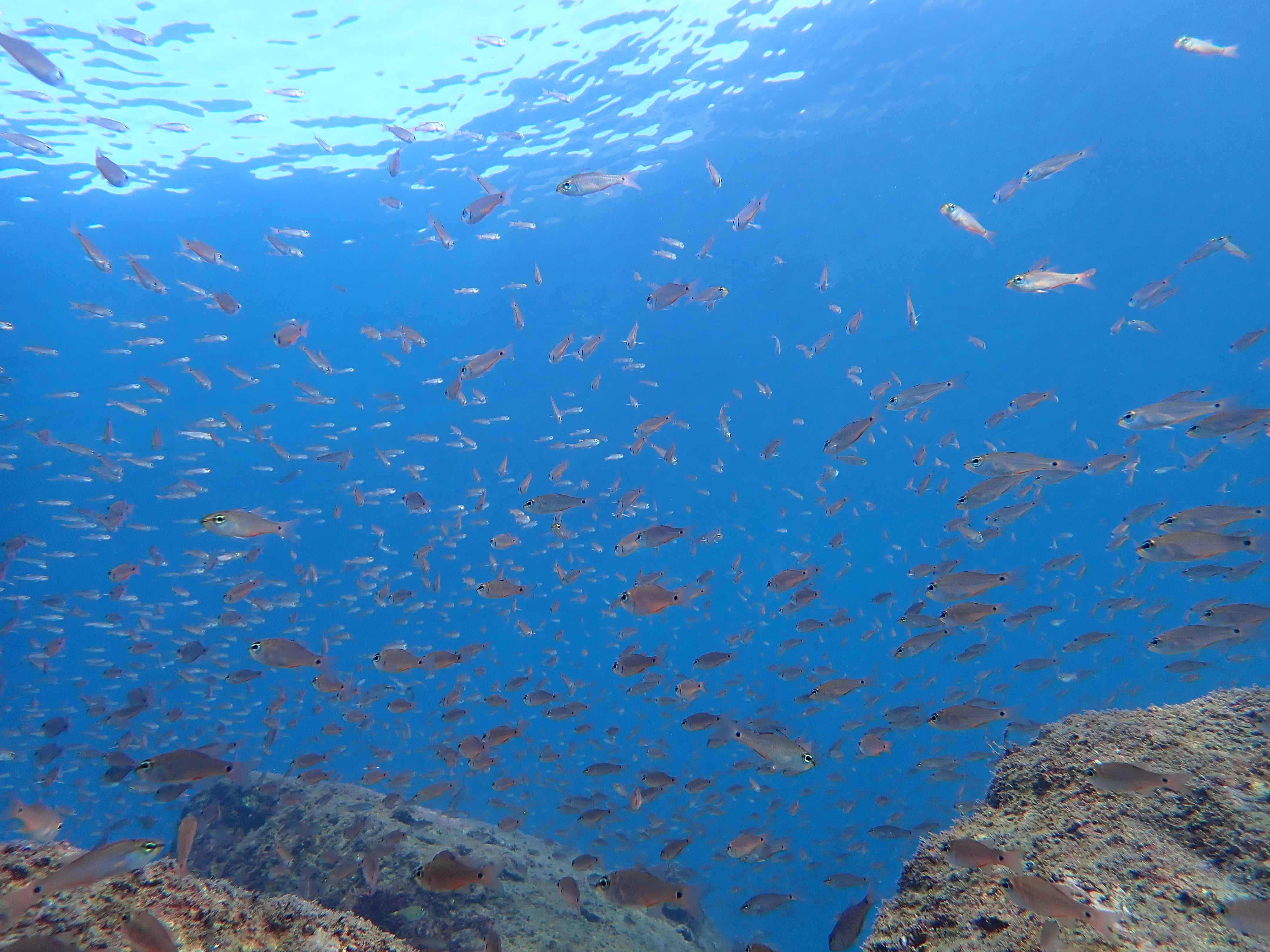 クロホシイシモチ