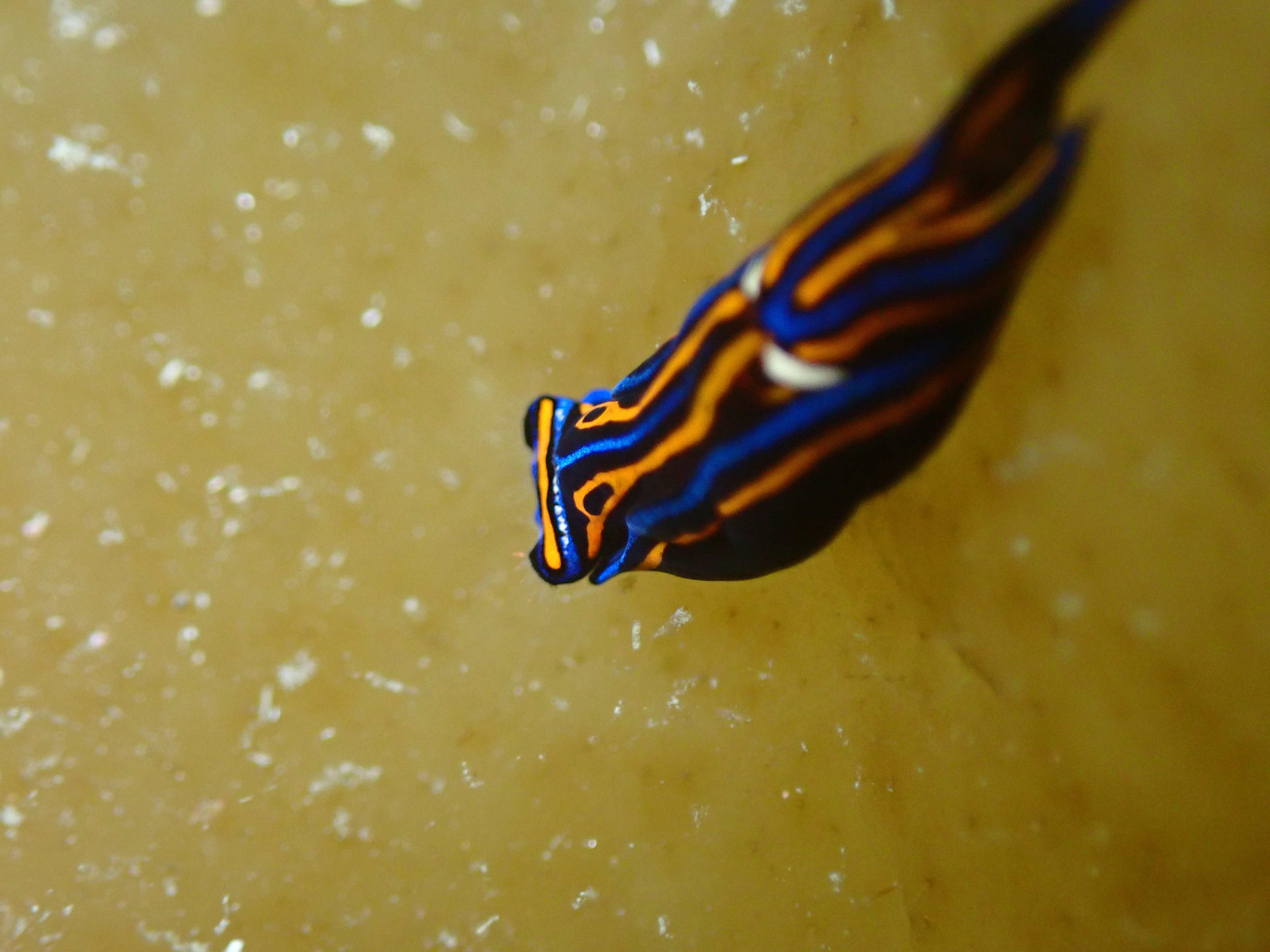 ニシキツバメガイ